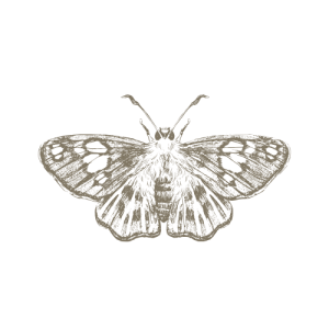 just billy moth image representing rebirth,